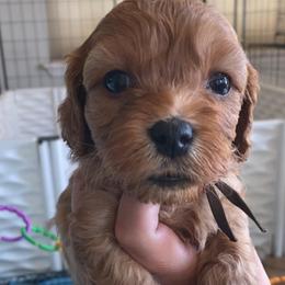 Clark Griswold - Red male Cavapoo puppy in Van Alstyne, Texas from Home Grown Puppies