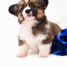 Pembroke Welsh Corgi Puppies from MG Corgis