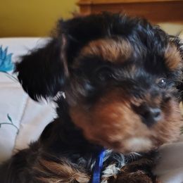 Poodles, Yorkipoos, and Yorkshire Terriers from Desert Flower Breeders