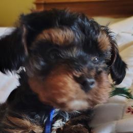 Poodles, Yorkipoos, and Yorkshire Terriers from Desert Flower Breeders