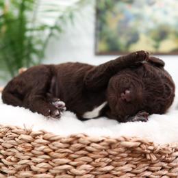 Ridge - Brown and white male Aussiedoodle puppy in Saratoga Springs, Utah from Sage & Paws Puppy co.