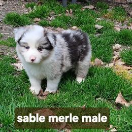 Sable Merle Male - Sable merle male Border Collie puppy in Gloucester, Virginia from Peachy Keen Border Collies