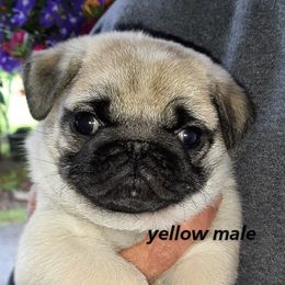 Golden Retriever and Pug Puppies from Ebert Pugs