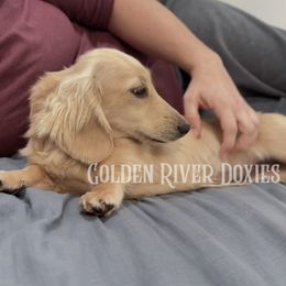 Delilah - Cream female Dachshund puppy in Lincoln, Texas from Gold River Doxies and Doxies Meet World