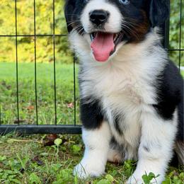 Blitz - Black tri male Miniature Australian Shepherd puppy in Sandy Hook, Kentucky from RidgeTop Aussies