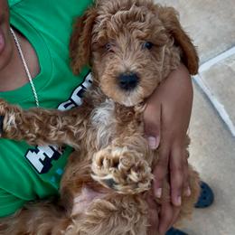 Pumpkin - Red  male Goldendoodle puppy in Richmond, Texas from Harper’s Heartbeats
