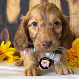 Logan - Red male Dachshund puppy in Dothan, Alabama from Little House Pups