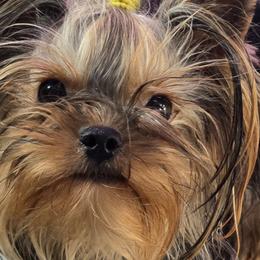 Nellie - Yorkshire Terrier