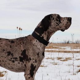 Great Danes from Mckenzie's Great Danes
