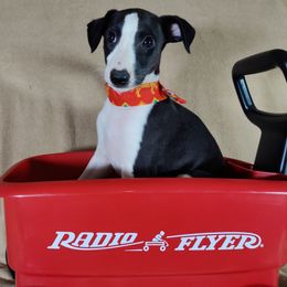 Corax - White and black Whippet puppy in Sweet Home, Oregon from Imperialis Kennels