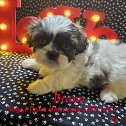 Bruno 6th born - Tricolor male Shih Tzu puppy in Havelock, North Carolina from Sugar Paws Heavenly Shih Tzu’s