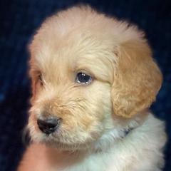 Goldendoodles from Firestorm Kennel