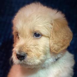 Goldendoodles from Firestorm Kennel