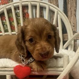PETEY - Dapple male Dachshund puppy in Polo, Missouri from Blue Tails Farm