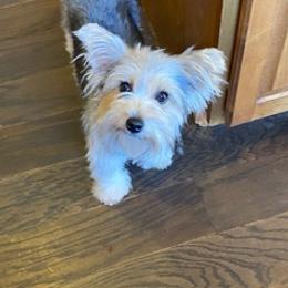 Yorkshire Terriers from Lisbeth's Yorkies