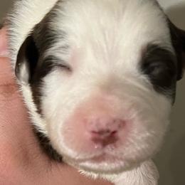 Girl 4 - Australian Shepherd puppy in Patoka, Indiana from Monica's Aussies