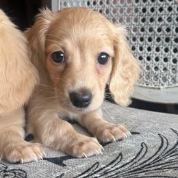 Abigail Adams - Cream female Dachshund puppy in Summertown, Tennessee from The Dapper Dachshund