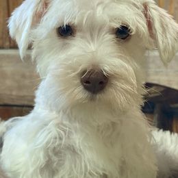 Miniature Schnauzer Puppies from Nana Rees Pups