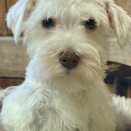 Miniature Schnauzer Puppies from Nana Rees Pups