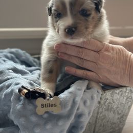 Australian Shepherd Puppies from Julia Rose Ranch