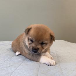 Phoenix - Red female Shiba Inu puppy in Monett, Missouri from Happy Tails Shiba Inus