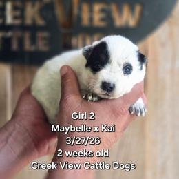 Girl 2 - Blue female Australian Cattle Dog puppy in Monroe, North Carolina from Creek View Cattle Dogs
