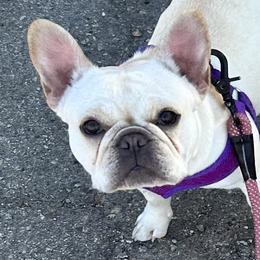 Rae - French Bulldog