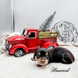 Howard - Black and cream male Dachshund puppy in Prairieville, Louisiana from Southern Barron Danes & Dachshunds