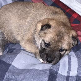 Shiba Inu Puppies from NJ Shiba Baby