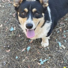 Maltipoo and Pembroke Welsh Corgi All Grown Up from Eclipseann