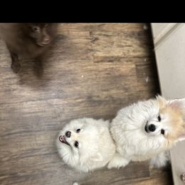 Spice tuna - Pomeranian