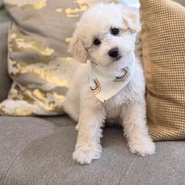Asher - Apricot male Goldendoodle puppy in Leander, Texas from Doodle Doula