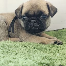Black Collar - Fawn male Pug puppy in Tallapoosa, Georgia from West Georgia Pugs