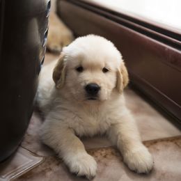 Golden Retriever Puppies from Honeysweet Goldens