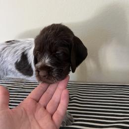 Wirehaired Pointing Griffon Puppies from American Patriot Kennel