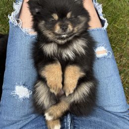 Socks - Tri-colored female Pomeranian puppy in Becker, Minnesota from Robbins Poms