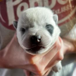 Boy 4 - Blue male Australian Cattle Dog puppy in Irvington, Kentucky from Dry Valley’s Australian Cattle Dogs