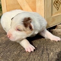 Mr. Freeze - White and seal male Border Collie puppy in Rickman, Tennessee from Roaring River Border Collies