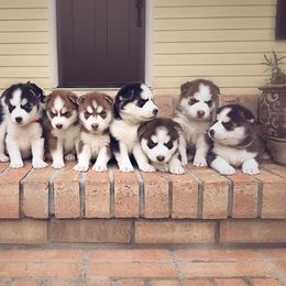 Siberian Husky Puppies from Southern Snow Dogs