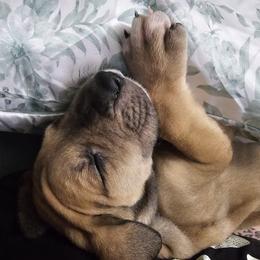 Great Dane Puppies from Phantasm Farms