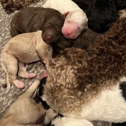 Poodle Puppies from Red Paw Farm