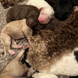 Poodle Puppies from Red Paw Farm