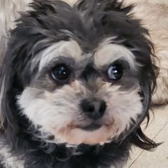 Daizy Mae - Shichon