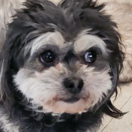 Daizy Mae - Shichon