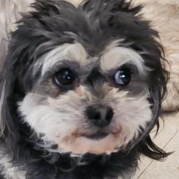 Daizy Mae - Shichon