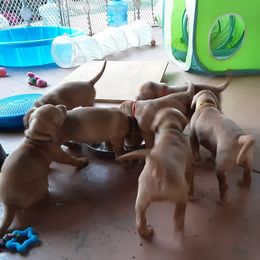 Vizsla Puppies from Tappancs Vizslas