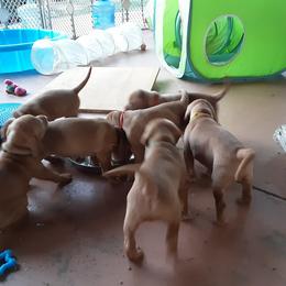 Vizsla Puppies from Tappancs Vizslas