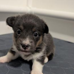 Bluie tri girl - Gray and white female American Corgi puppy in Loretto, Kentucky from Duncan's Border Collies and Corgis