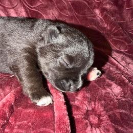 Bonnie - Black and white female Pomsky puppy in La Vergne, Tennessee from Atencio Pomsky