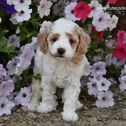 Cockapoo Puppies from Cute Cockapoos